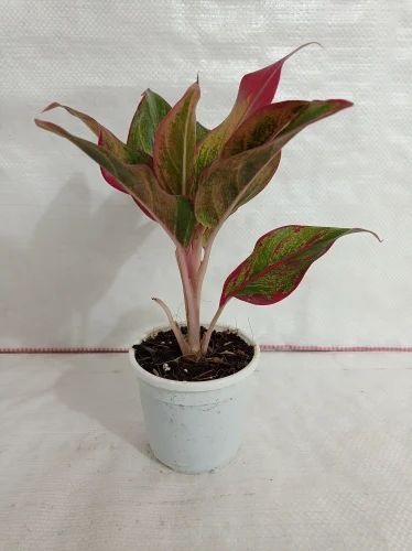 img 20210328 091423 500x500.jpg