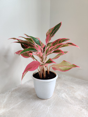 pink lipstick aglaonema indoor p.jpg