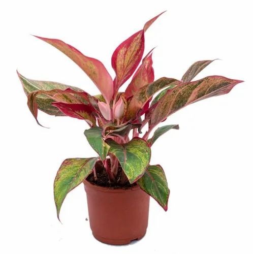 aglaonema lipstick outdoor plant.jpg
