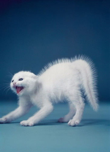 кот.jpg