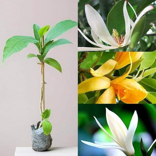 61IF3 B1YwL. AC UF1000,1000 QL80.jpg