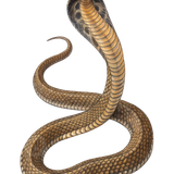 8e087c758f03e9b82775b4a32a62c6a3 pixian ai