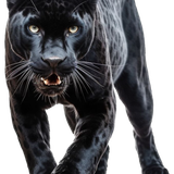 43a612df05bf3365d68dca850ce43bbd pixian ai