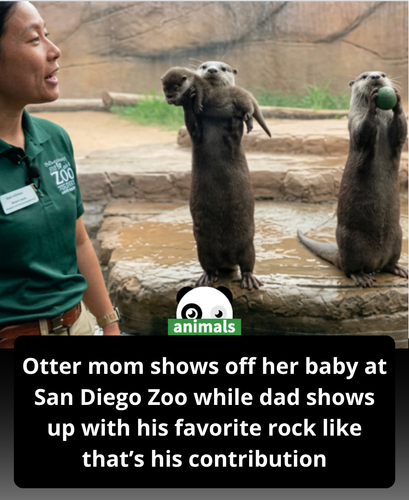 630. At a keeper talk at the San Diego Zoo, guests gathered close to watch the otters interact in th.png