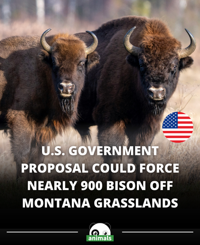 646. The Trump administration is evicting hundreds of bison from federal grasslands in Montana, sidi.png
