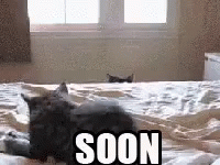 BD5WuBS.gif