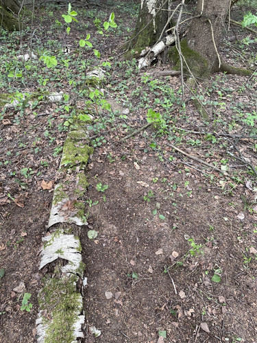 IMG 5565.jpg