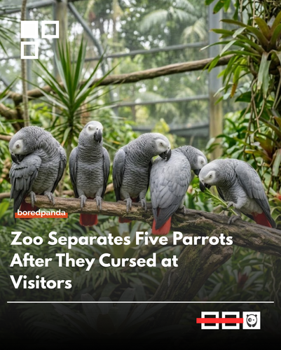 parrots.png