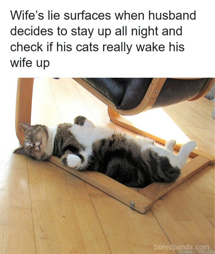 cat faking sleep.jpg
