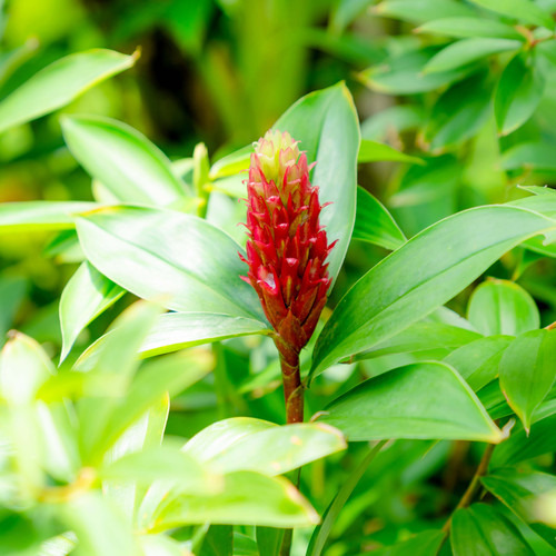 Costus speciosus or Indian Head Ginger in the garden.jpg