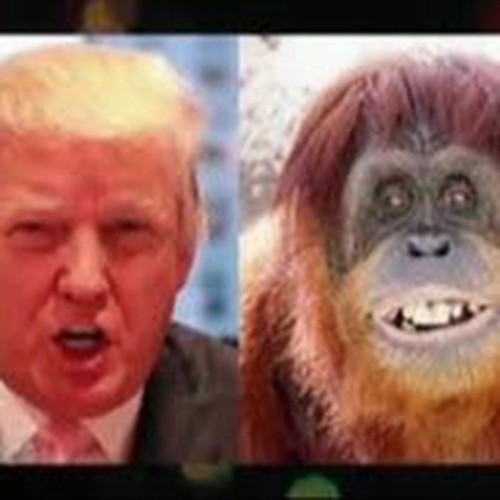 MioPerez.jpg