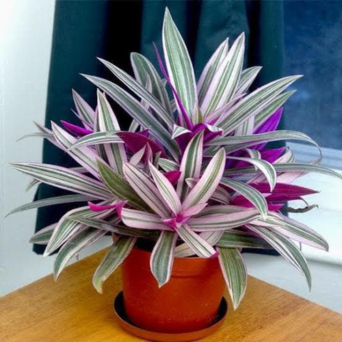 no perennial no rhoeo live plant.jpg
