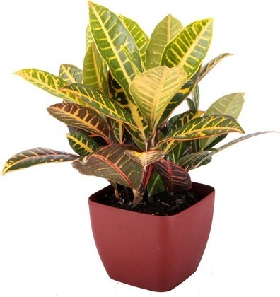 platone croton plant cp060 produ.jpg