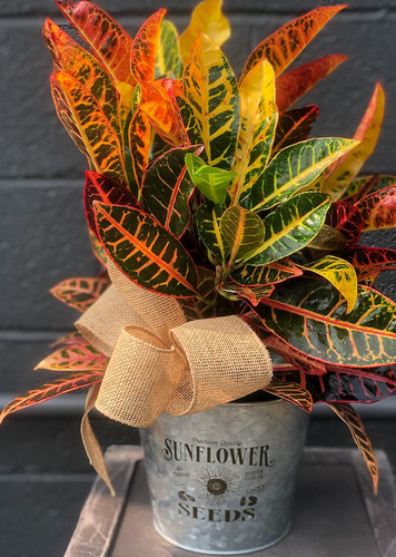 fall croton plant large 28e12ede.jpg