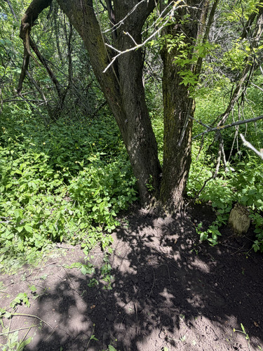 IMG 3451.jpg