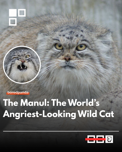 Manul.png