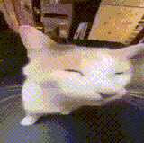 bleh cat silly cat.gif