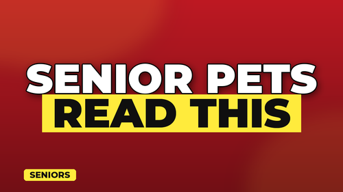 thumb pet insurance for senior pets landscape.png