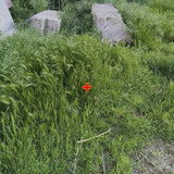 IMG 20260510 164846 1.jpg