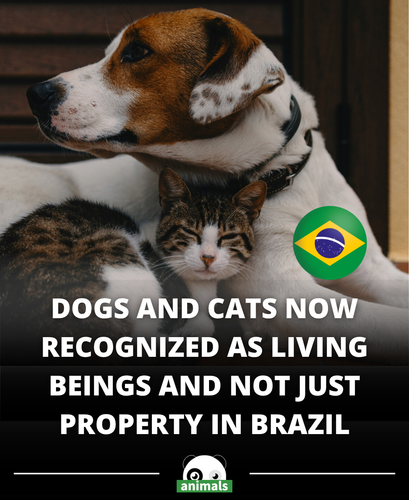 652. Brazil’s courts have ruled that dogs and cats are legally recognized as sentient beings, not pr.png