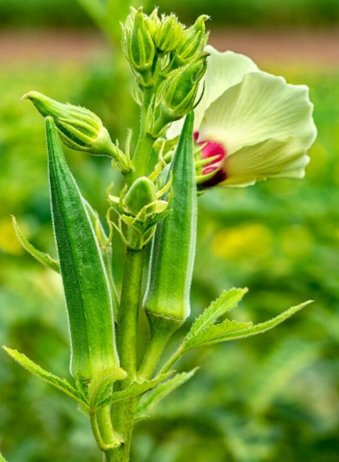 Bhindi.jpg