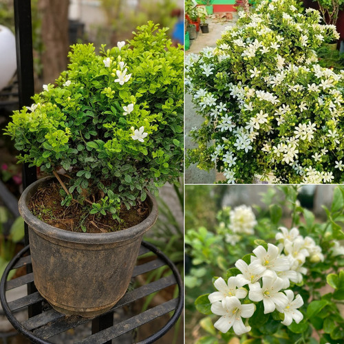 MADHUKAMIDRAFETPLANTflower.jpg