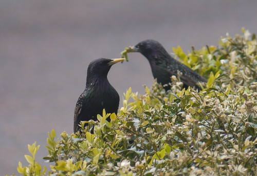 starling.jpg