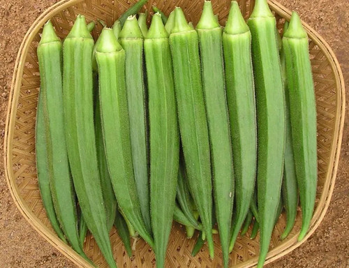 bhendi divya.jpg