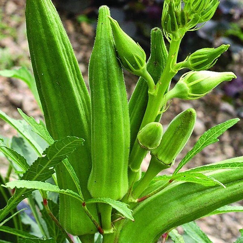 10 lady finger arshiayat original imahf9ya5tmrnjce.jpg
