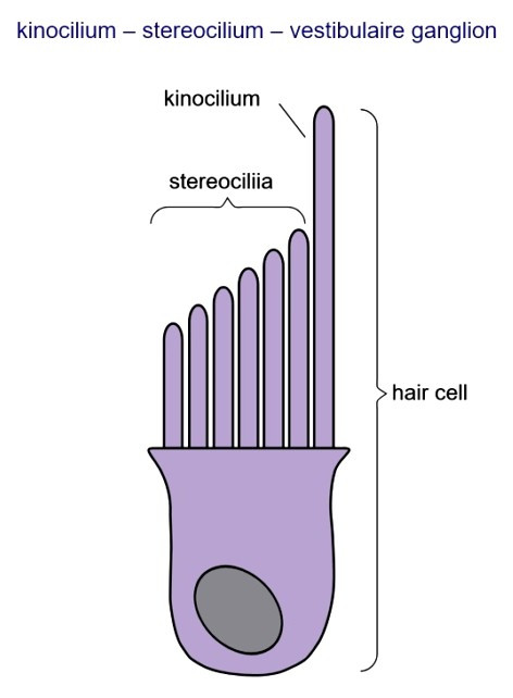 0818d225cab0.jpg