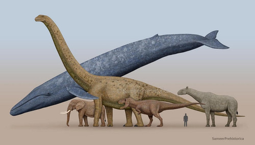 blue whale size comparison 2 by sameerprehistorica d5zk3fx fullview.jpg