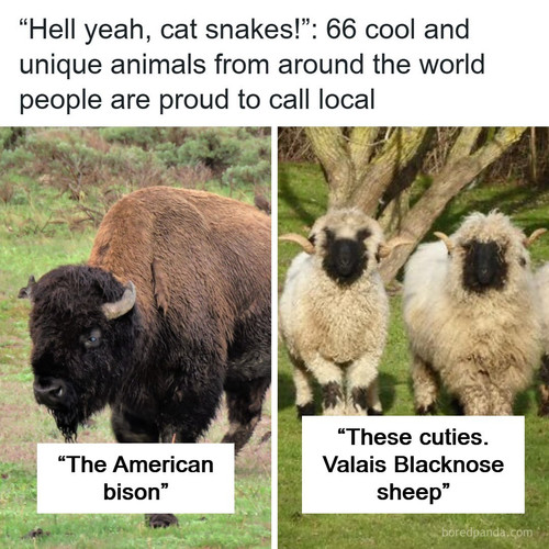coolest animals around the world.jpg