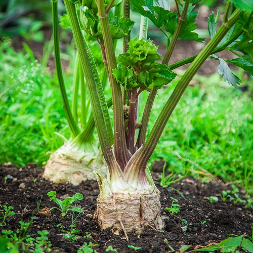 Celeriac plant1.jpg