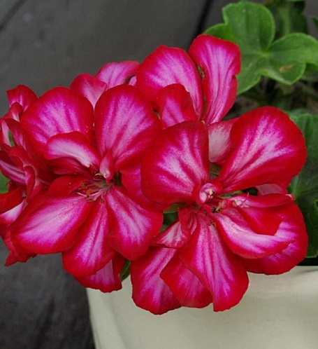 Geranium1.jpg