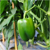 green capsicums1.png