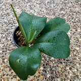 green hoya kerrii1.png