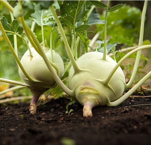 Kohlrabi1.jpg