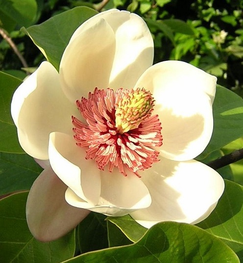 magnolia1.jpg