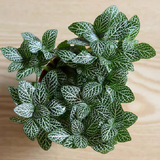 Fittonia1.png