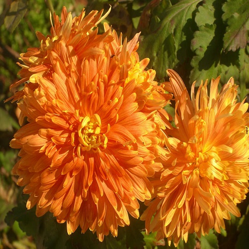 chrysanthemum2.jpg