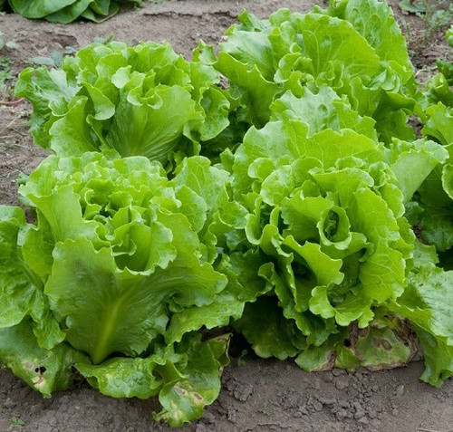 lettuce1.jpg