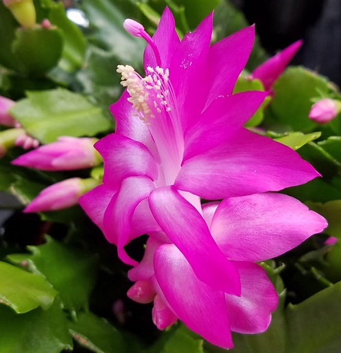 pink zygocactus 1.jpg