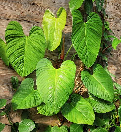 Philodendron1.jpg