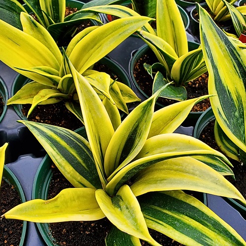 sansevieria 1.jpg