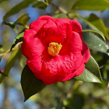 red camellia1.png