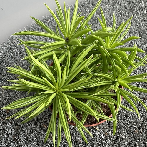 bean Peperomia3.jpg
