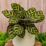 calathea plant2.png