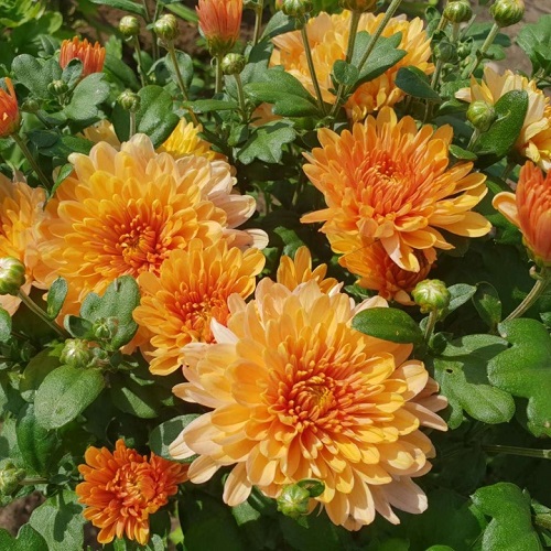 chrysanthemum3.jpg