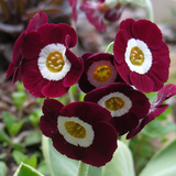 burgundy primula3.png