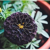 black marigold 3.png